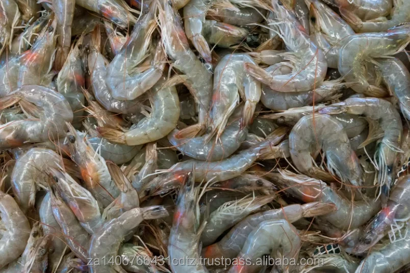 fresh33.png