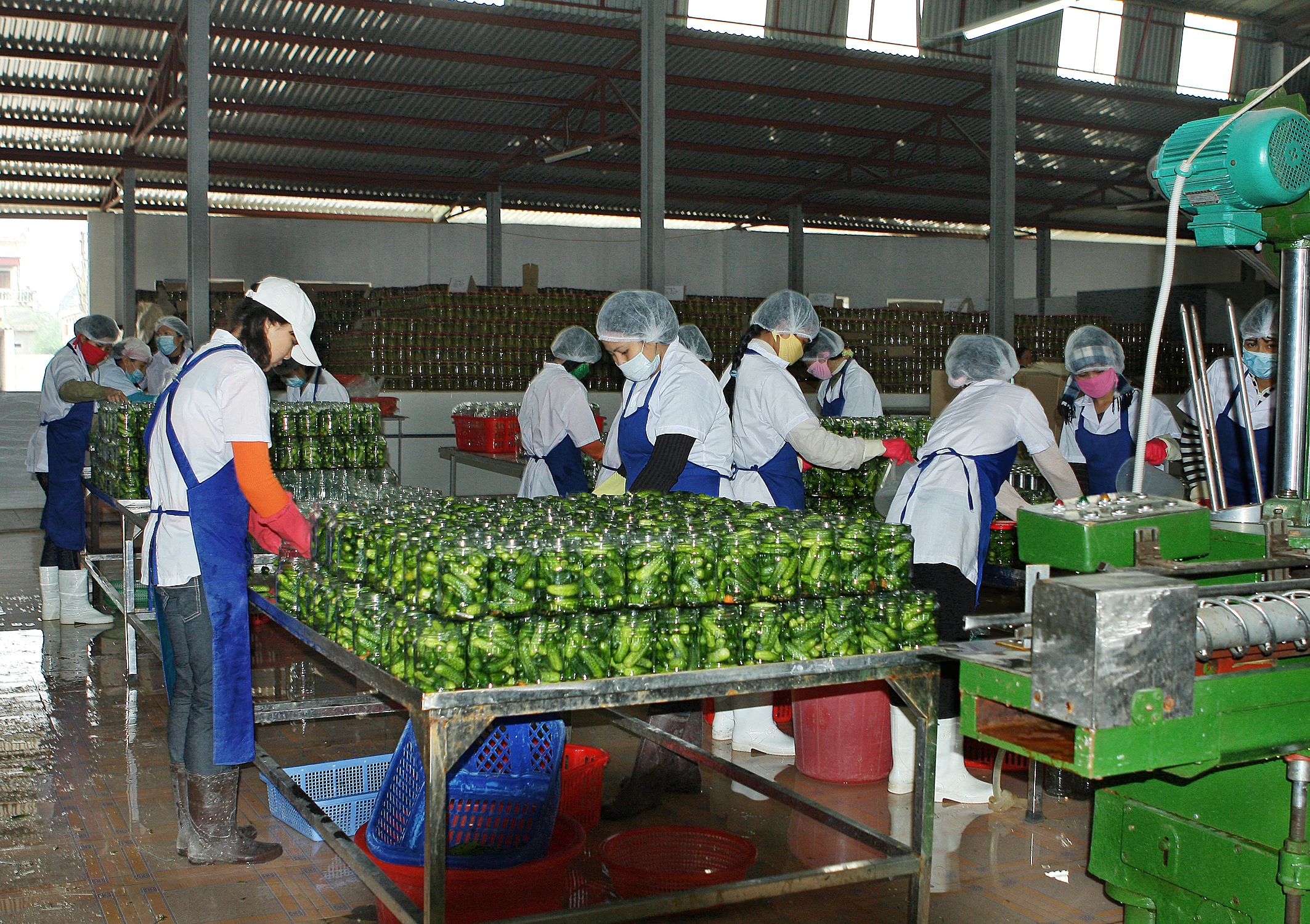 Высококачественный консервированный маринованный огурец из Вьетнама