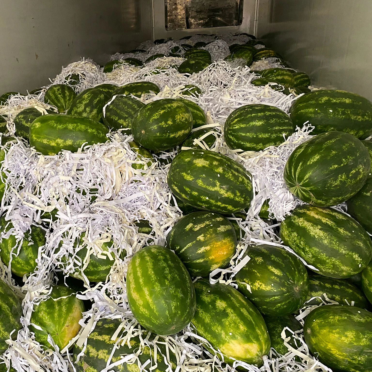 FRESH WATERMELON FROM TURKEY BEST PRICE UNLIMITED PRODUCT NEW CROP