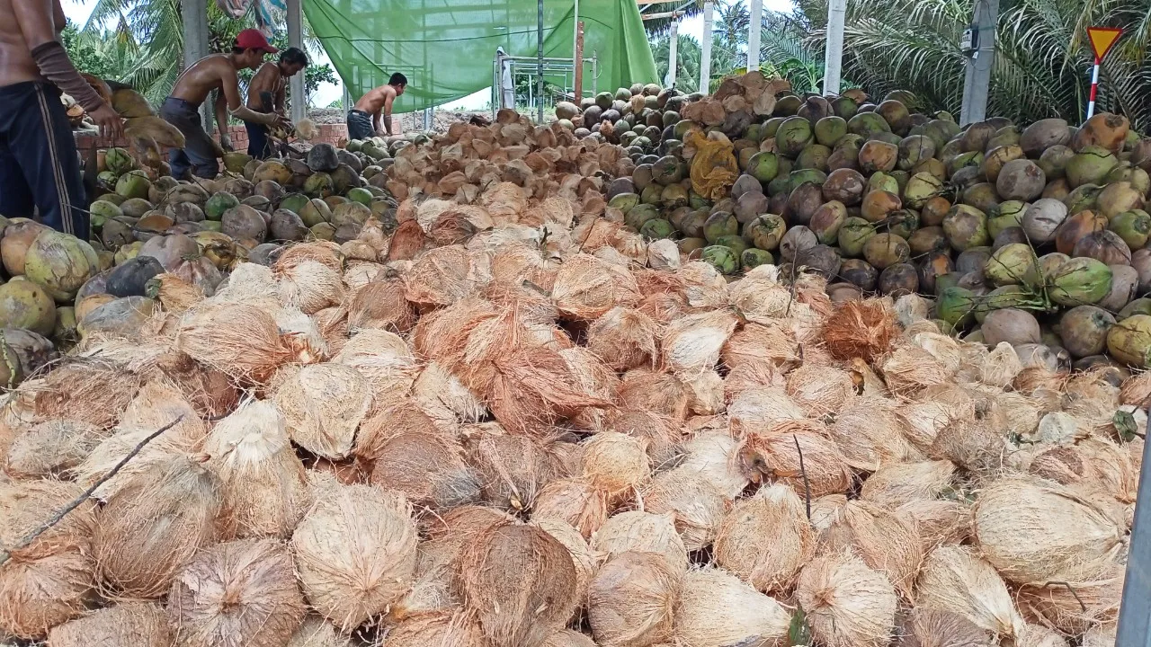 Вьетнамский сушеный полуочищенный кокос 100%