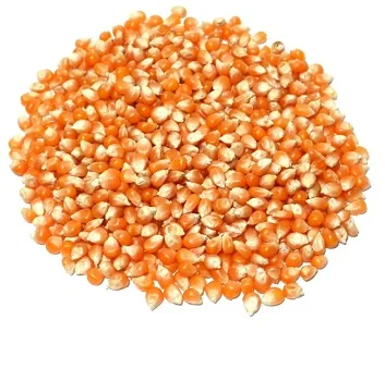 
Big Grains Yellow White Corn/Maize for Animal Feed/Bulk Yellow-White Corn Suppliers 