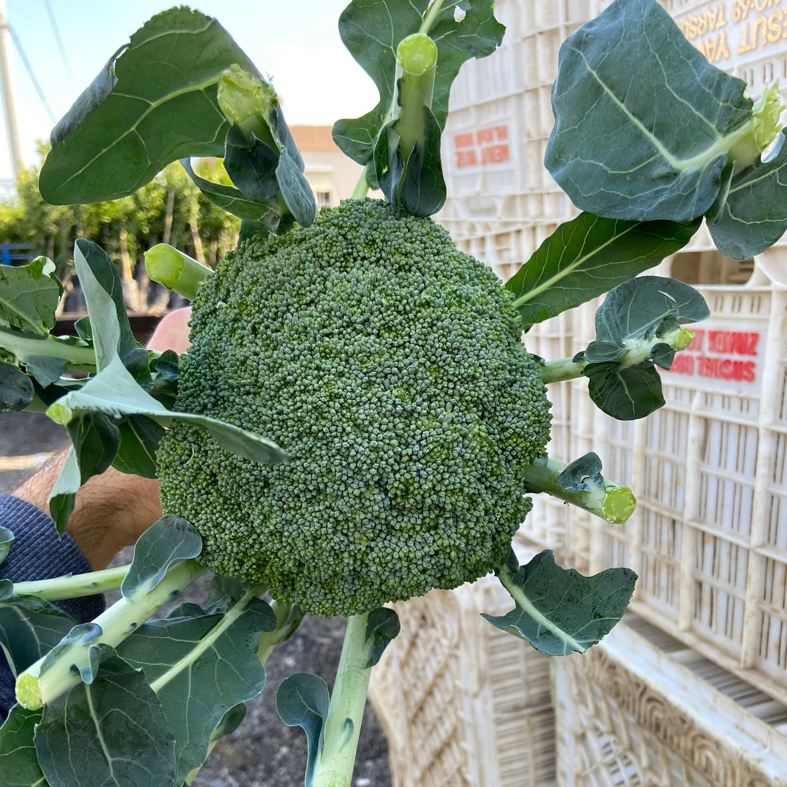 Wholesale Fresh Broccoli  FROM TURKEY New Crop 2021 THE BEST PRICE EVER!!