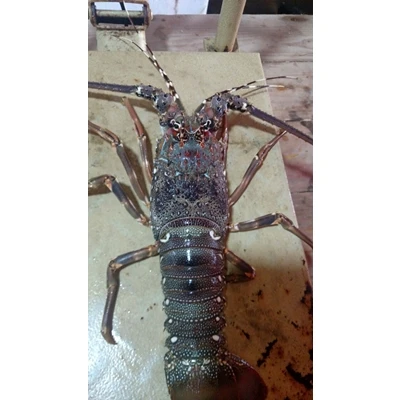 Тройниковый Лобстер Panulirus Argus/Австралийский Cygnus/Европейский Homarus