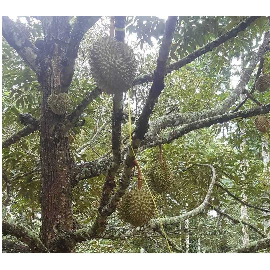 
Wholesale Organic MonThong Fresh Durian With Weight 2 - 4 kgs and Size 20 - 30 cm From Thailand 