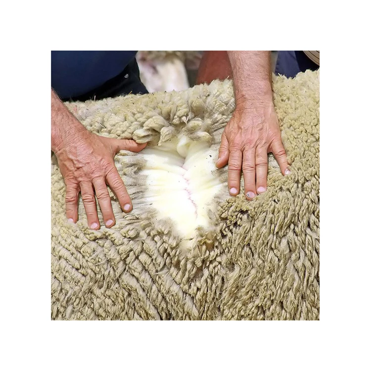Quality greasy raw sheep wool various type, buy wool