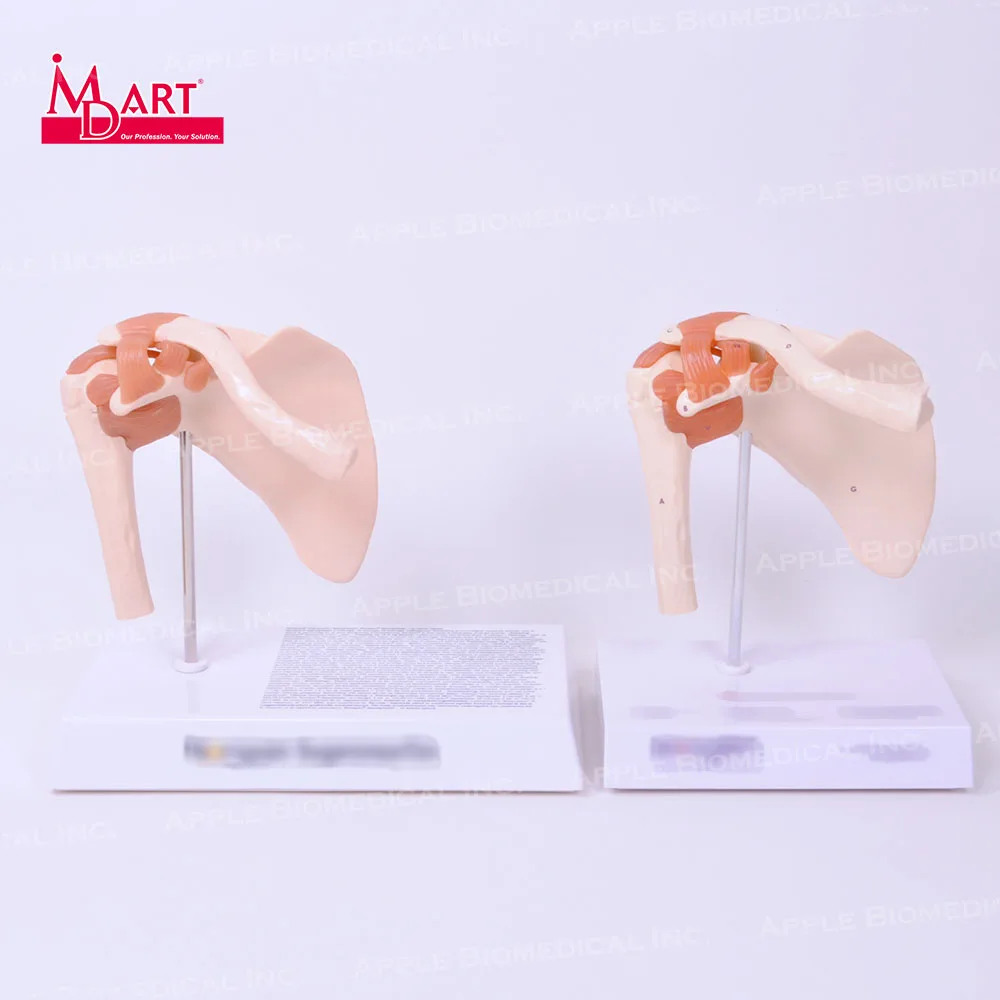 
Sample sale human shoulder joint model with functional ligaments in life size 