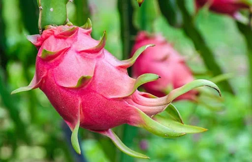  Свежий фрукт дракона Сделано во Вьетнаме (+ 84 589330283 Whatsapp /Ms Daisy)