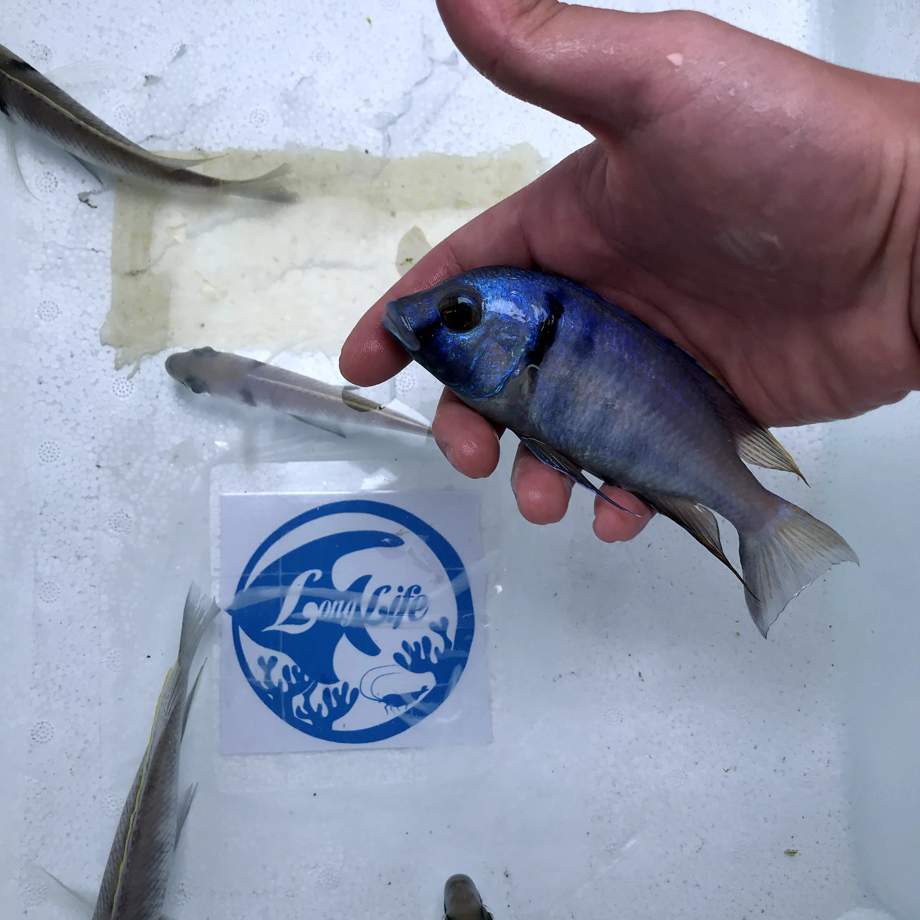 
Farm bred Placidochromis electra African Tangnyika Cichlids For sale 