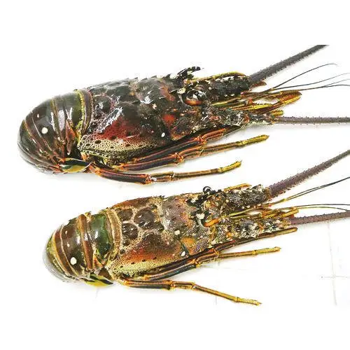 Wholesale Best Prices Fresh Caribbean Spiny Lobster in Bulk