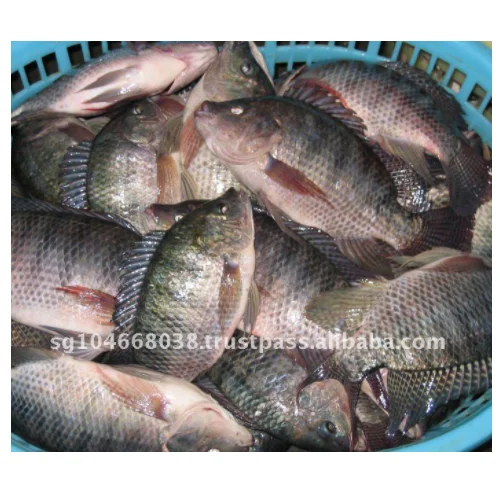 TILAPIA GS