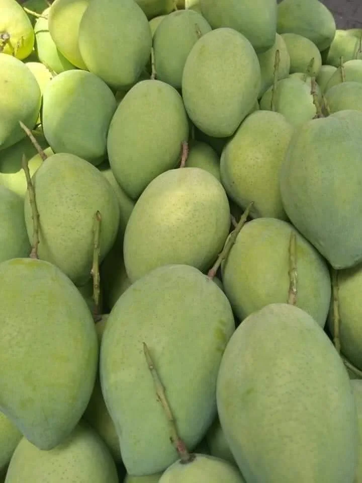 Best Selling Fresh Mango Made In Viet Nam Tropical Fruit Size 8cm High Quality Green Or Yellow Color