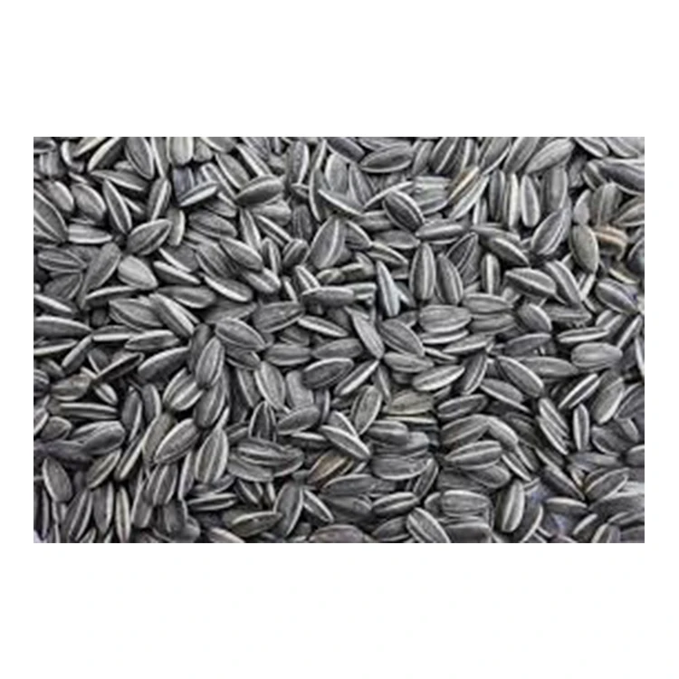 
Amazing Sale on Dried Machine Cleaned 99% Purity Sunflower Seeds at Affordable Price 