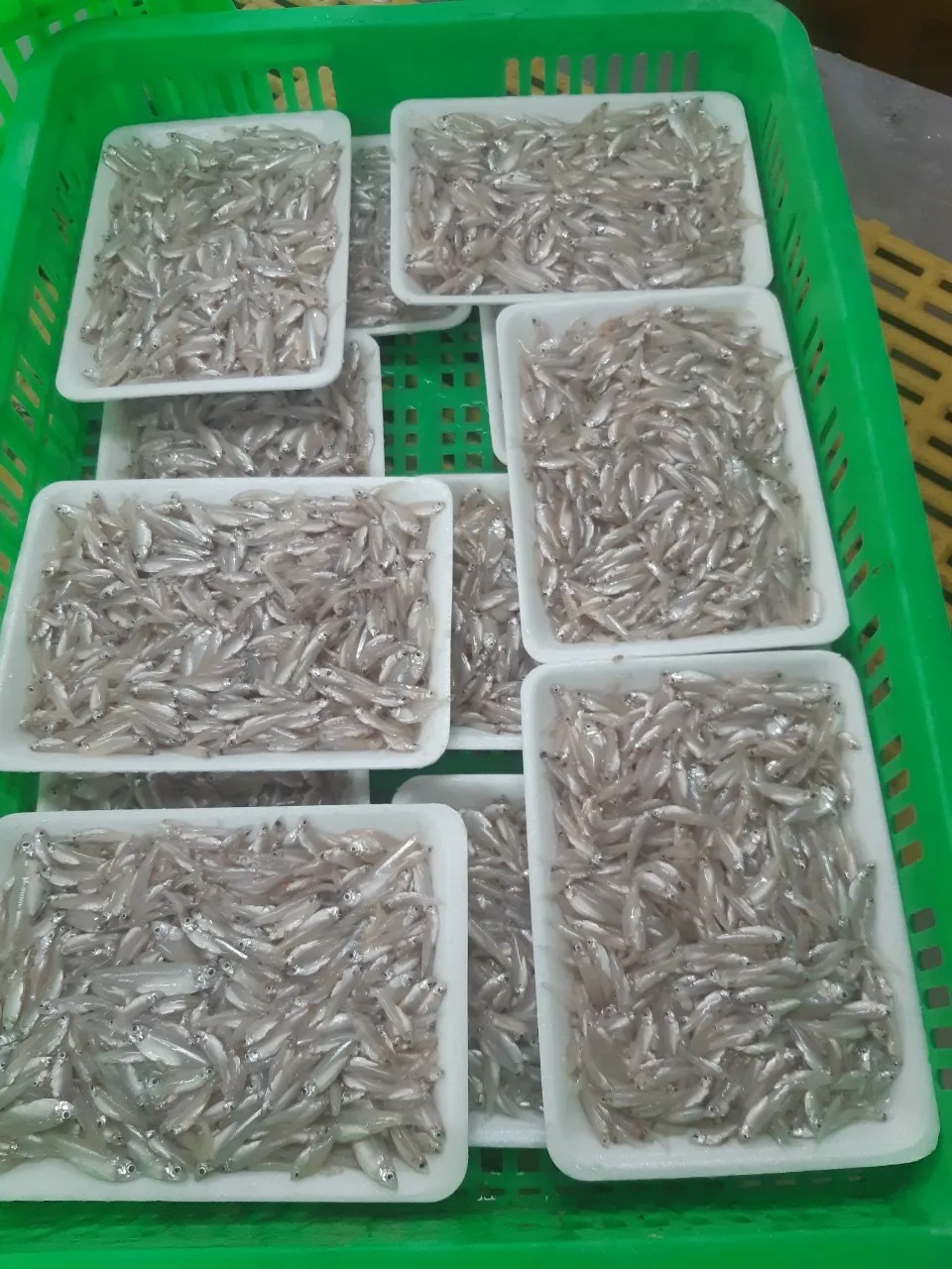 Wholesale Frozen Anchovy /  RIVER ANCHOVY Corica Soborna With High Quality From Vietnam