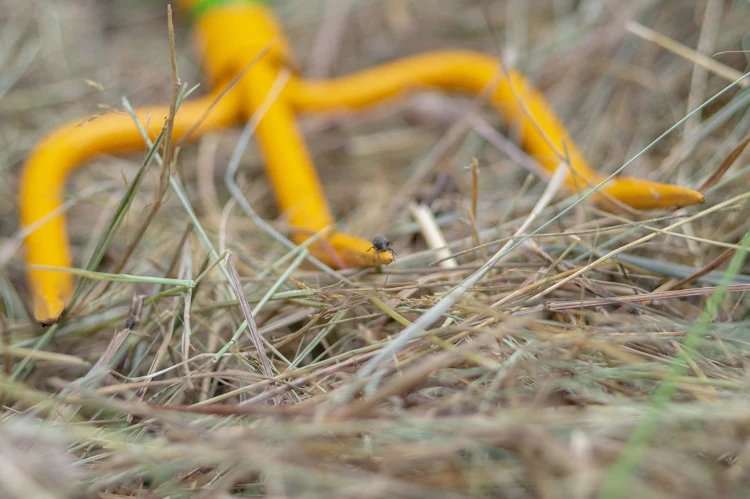 Strong garden pitchfork tool height adjustable, gardening set tools