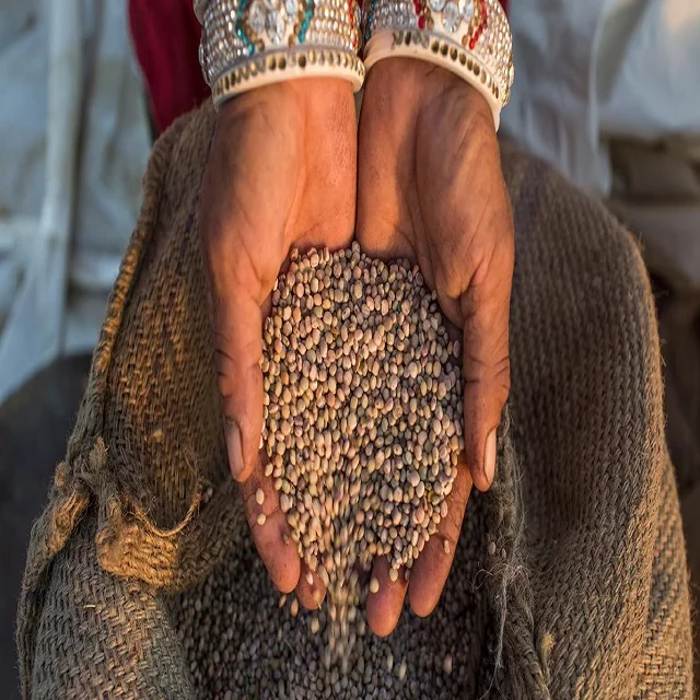 Top Quality Guar Seeds Grade Seeding Bulk Sale