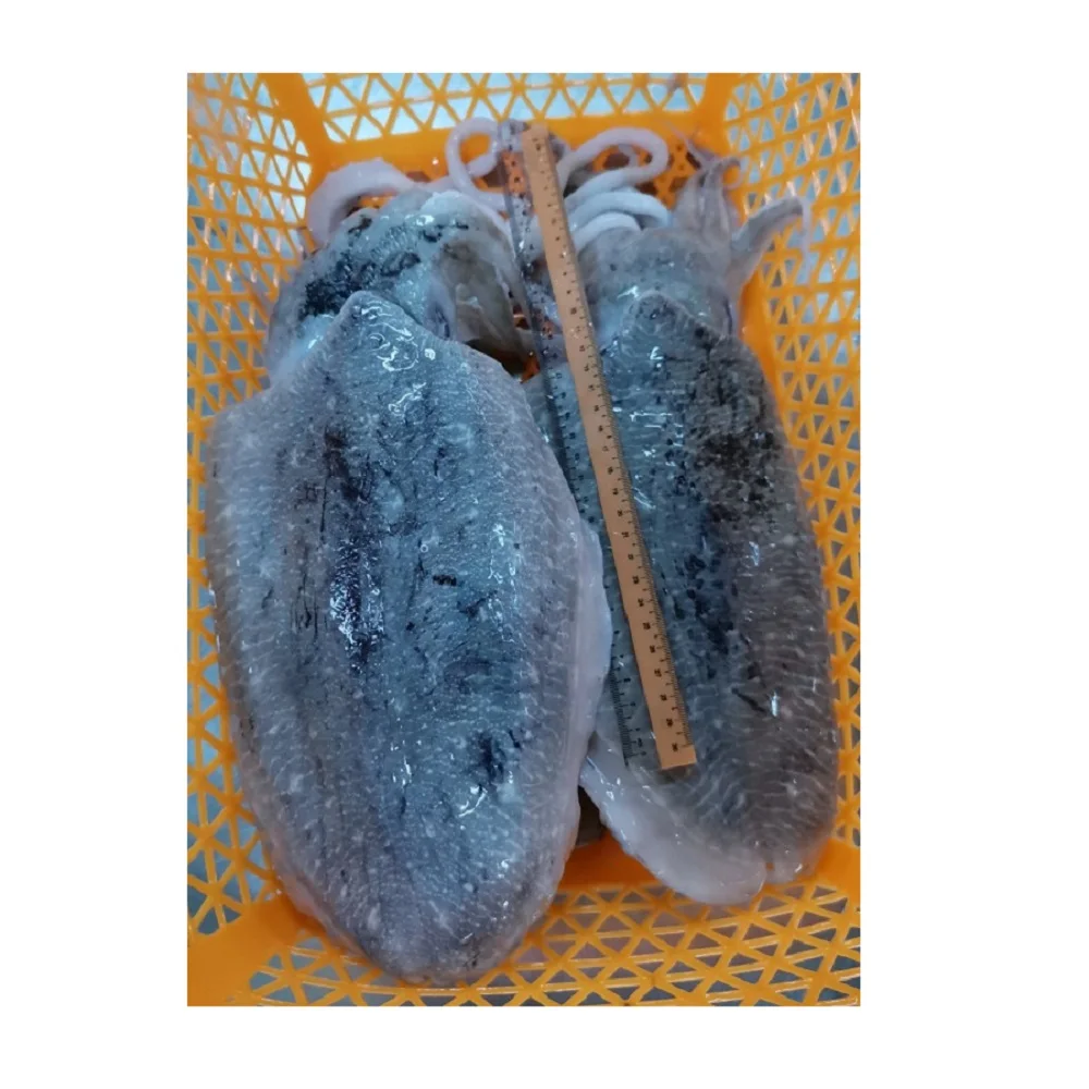 Malaysia Seafood Frozen Whole Round Cuttlefish For 2 Years Shelf Life With Top Grade BestPrice