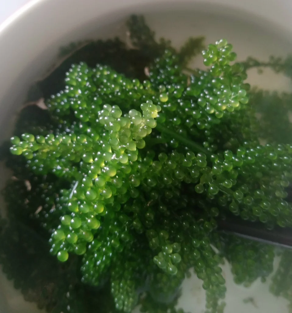  Морской виноград/морской виноград с морскими водорослями/дегидрат морской травы