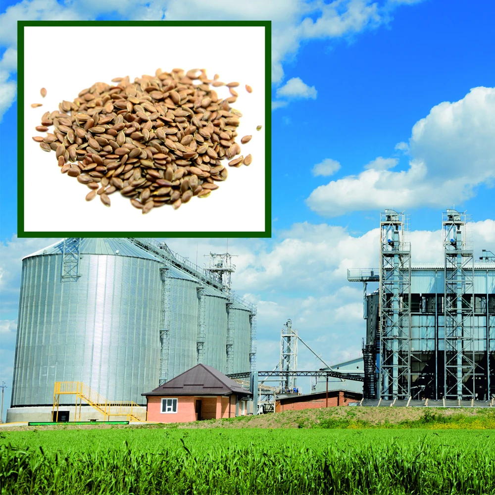 Льняные семена Премиум-Качества, пакеты 25/35 кг или оптом от производителя