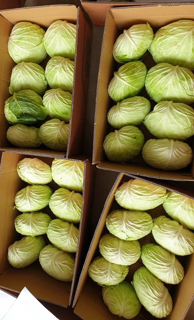 FRESH ROUND CABBAGES / VIETNAM CABBAGES/0084976115910