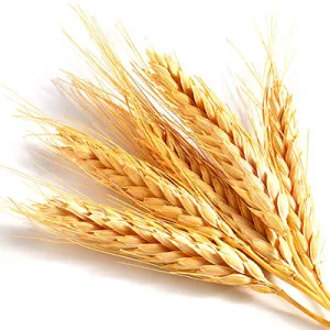 Wheatgerm Carrier Oil