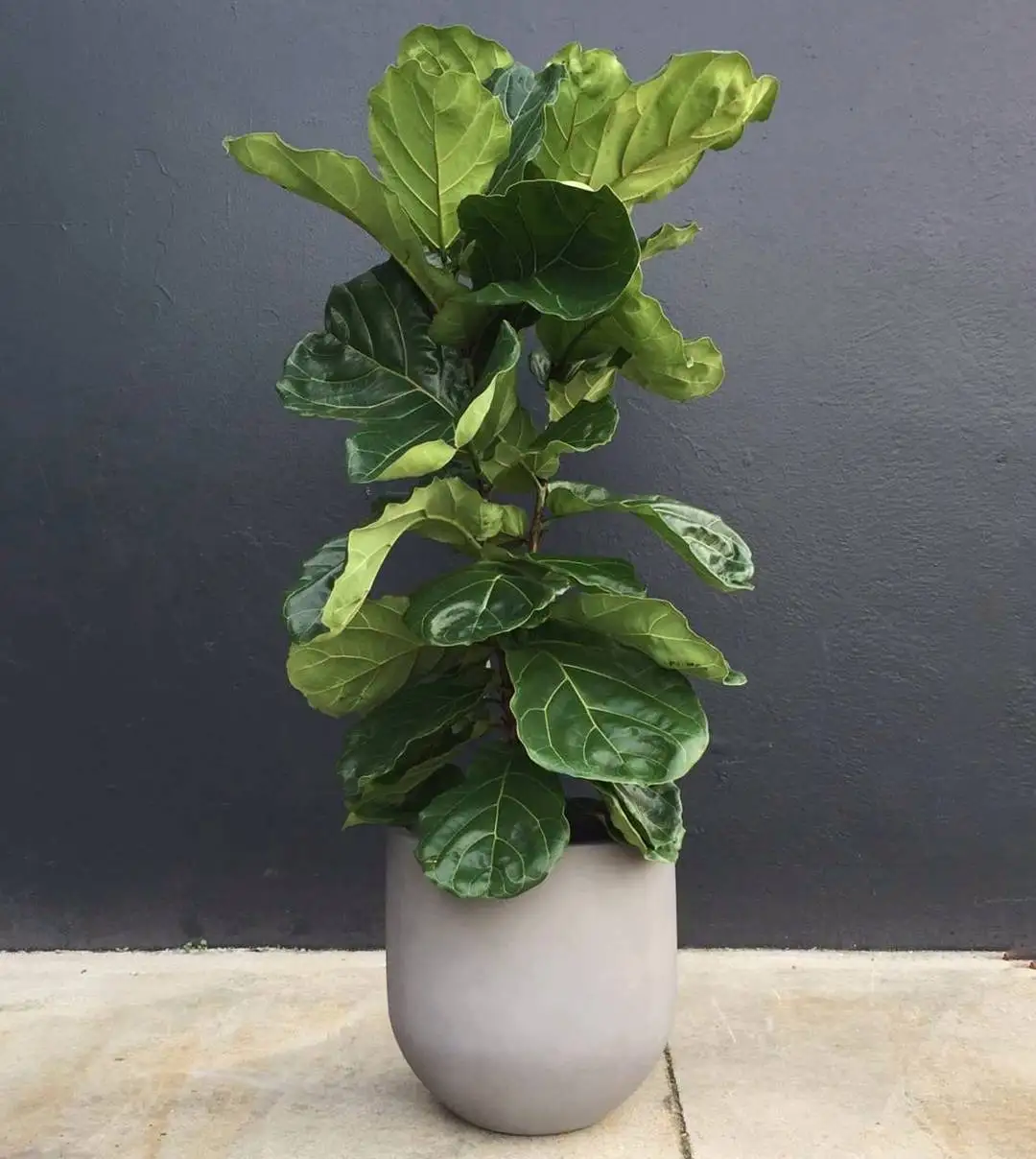 Mediterranean designs style tall shape plastic large size home garden pot planter vases made in Vietnam