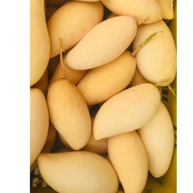 Fresh mangos Sweet Taste (Namdokmai mango) - Thailand origin premium grade100% High Quality Fresh Fruit