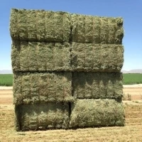 Alfalfa Hay Animal Feeding Stuff Alfalfa, hay/alfalfa hay pellets Timothy Hay/ Alfalfa in Bales Best Super Top Quality