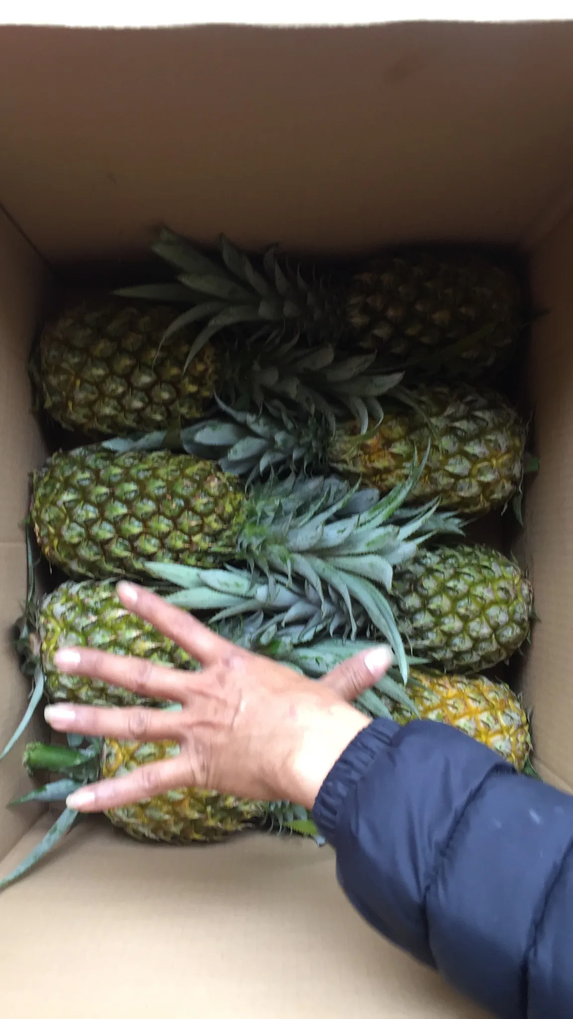 Свежий ананас по низкой цене быстрая доставка Мисс Софи + 84 901 022 641 (WhatsApp/сотовый телефон)