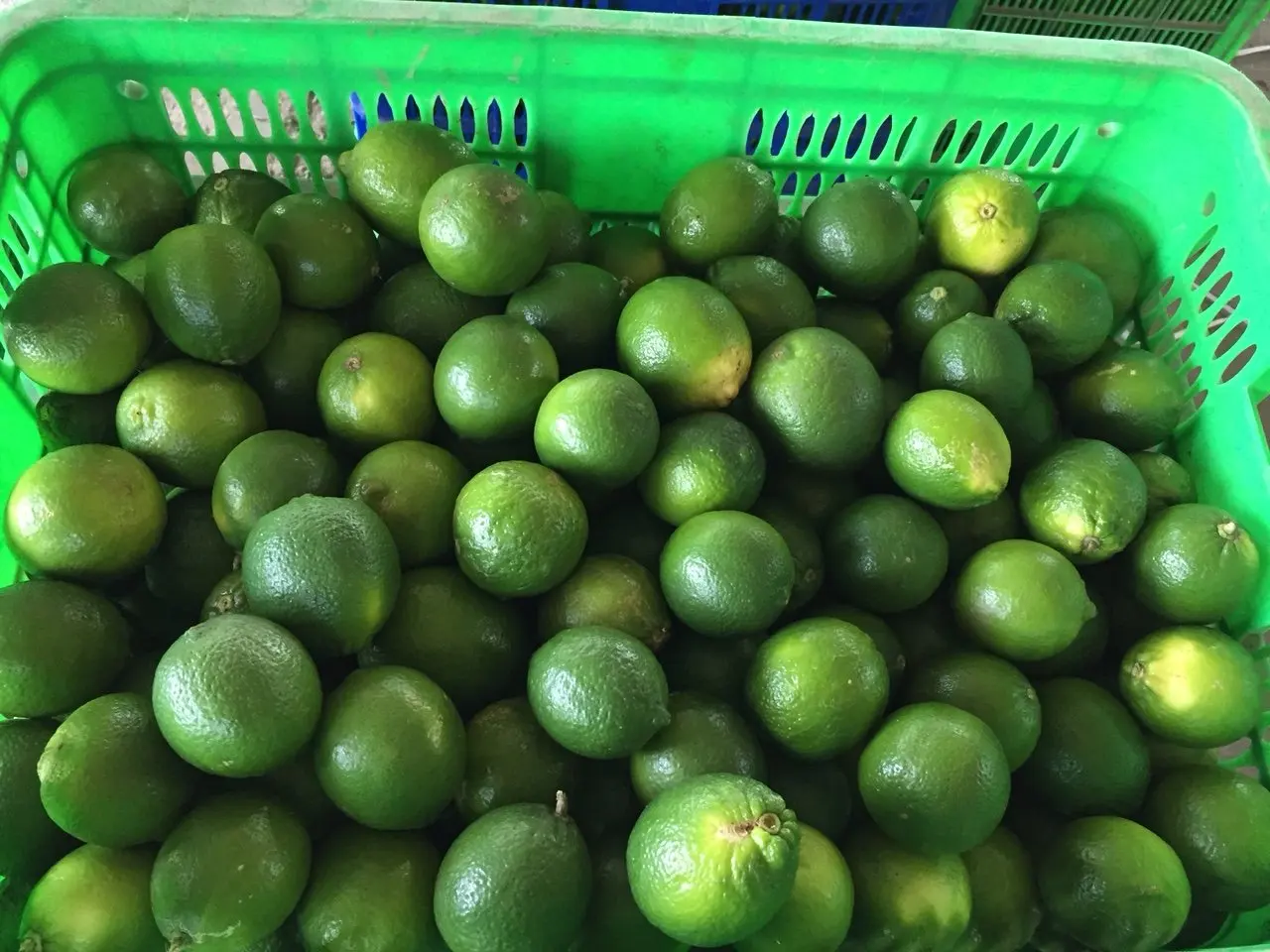 FRESH LIME LEMON from VIETNAM GREEN FRESH Maturity 6kgs-8kgs 0.016 Kg a Grade 4-5cm TT LC COMMON Cultivation
