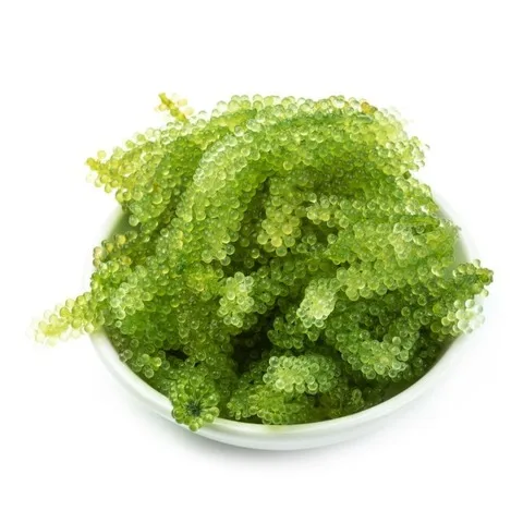 SEAGRAPES сделано во вьетнаме по низкой цене (UMIBUDO/зеленая Икра/Латок) мисс Ниан Whatsapp + 84 363 210 230