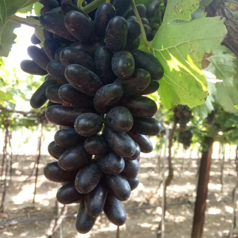 Premium Quality fresh Sharad Black Jumbo grapes