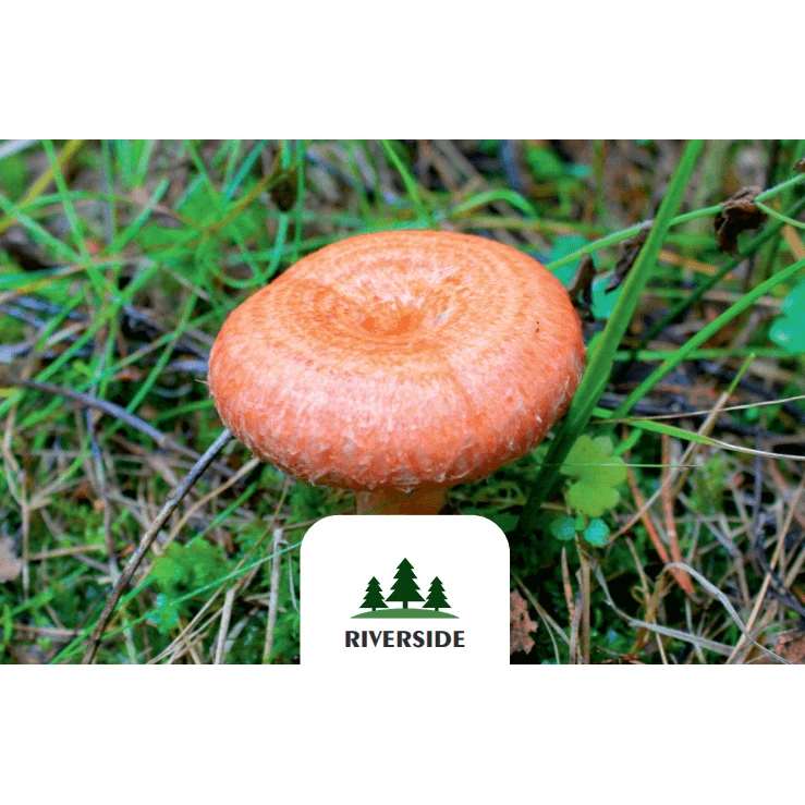 Plastic Buckets Package GOST Standard Lactarius Torminosus Coral Milk Caps Grown in Clear and Wild Forests