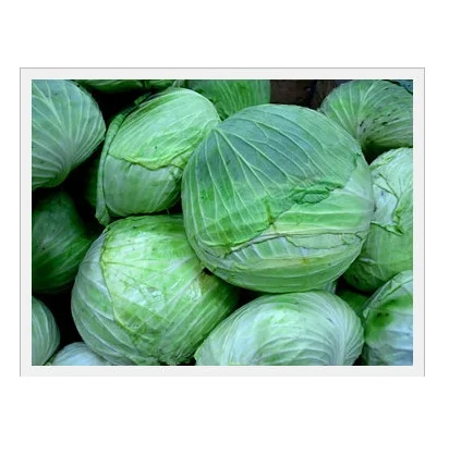 Высокое качество свежих овощей капуста имеющихся в наличии для продажи высокое низкая цена