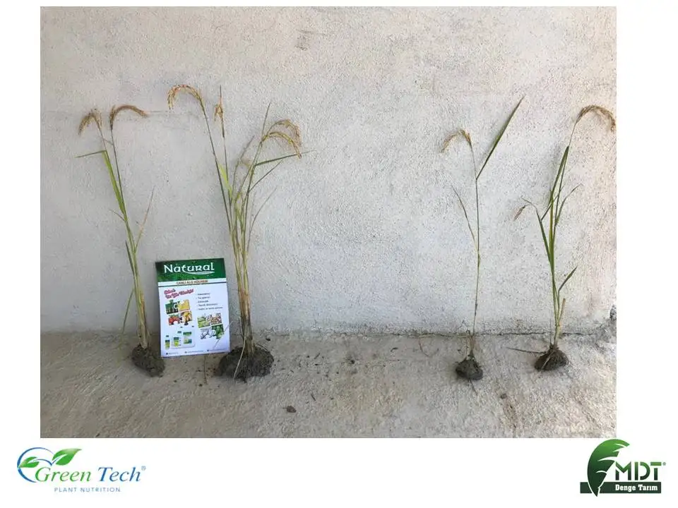 Nitro Calbor - Green Tech Nitro Calbor Calcium Boron Solution -EC Fertilizer  - Liquid Fertilizer - ACT (Active Cell Technology)