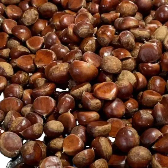 
Good Price Fresh Chestnut for Sale 