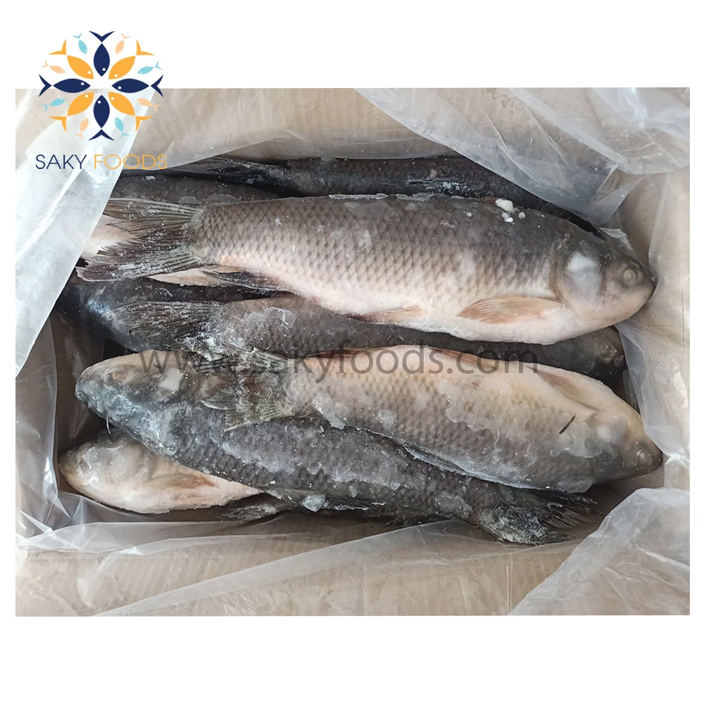 Wholesale IQF Frozen Rohu Fish For Export From Vietnam Bulk Style
