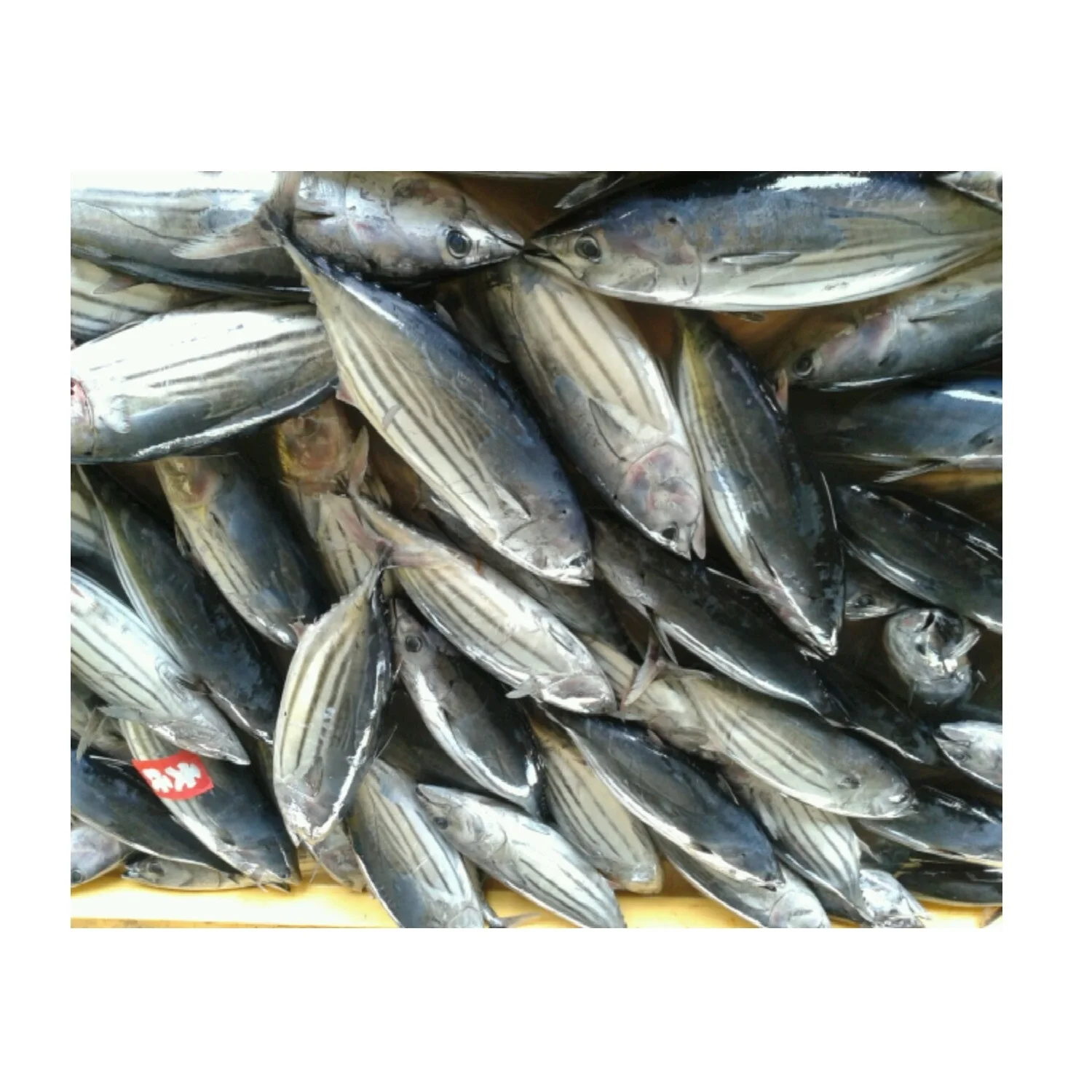 
Low Sodium Low Salt Weight 300g to 3.5kg Frozen Tuna Skipjack Whole Round From Thailand 