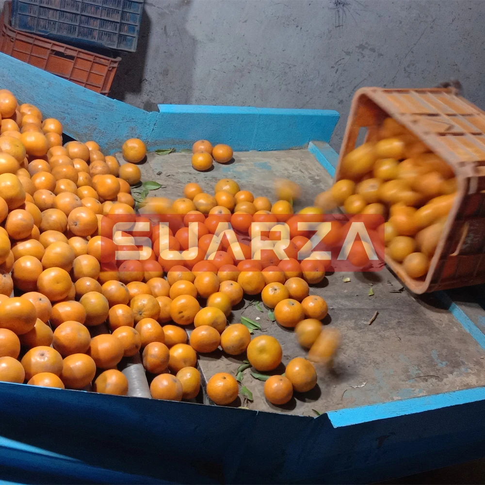 Пакистанский продукт пакистанский свежий мандарин