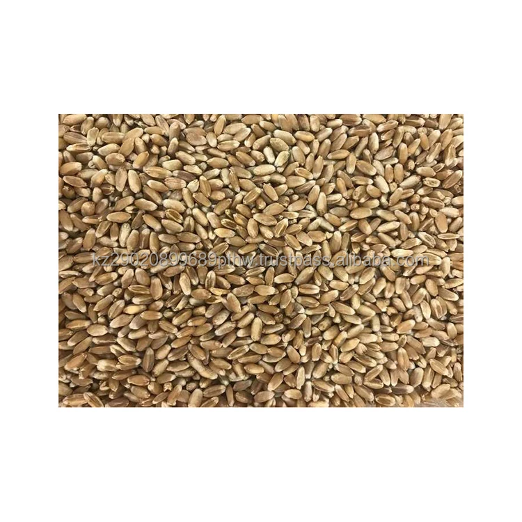 Selected grains hard wheat are a natural source of strengthening the immune system low prices wheat grain