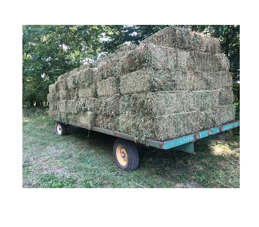 Premium Quality Alfalfa Hay At Very cheap selling price