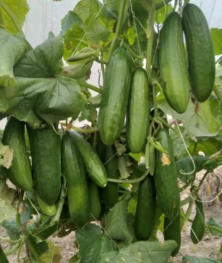 
GREEN HOUSE /OPEN FIELD NEW VARIETY FOR TANZANIA 