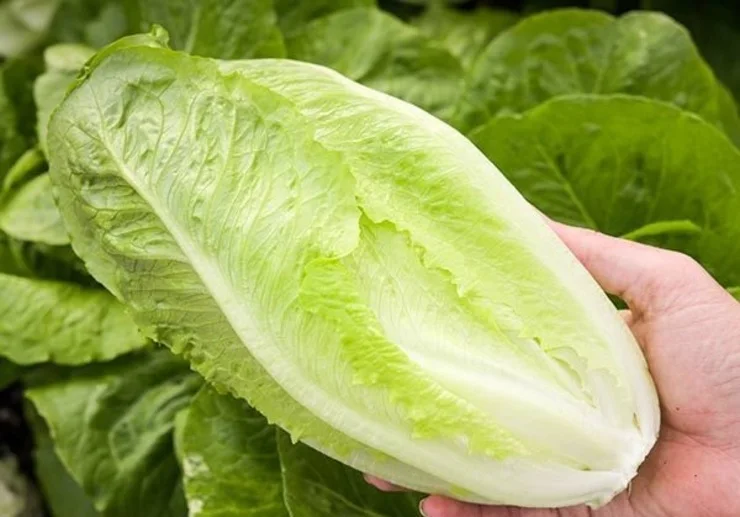 Fresh lettuce