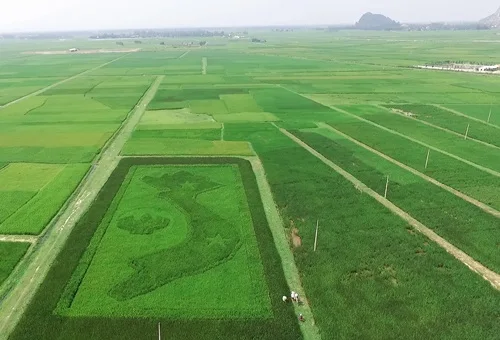 VIETNAMESE RICE GOOD QUALITY EXPORT DRIED SOFT TEXTURE 504 LONG GRAIN RICE 5%-15% BROEKEN PRICE FROM JCC RICE FACTORY