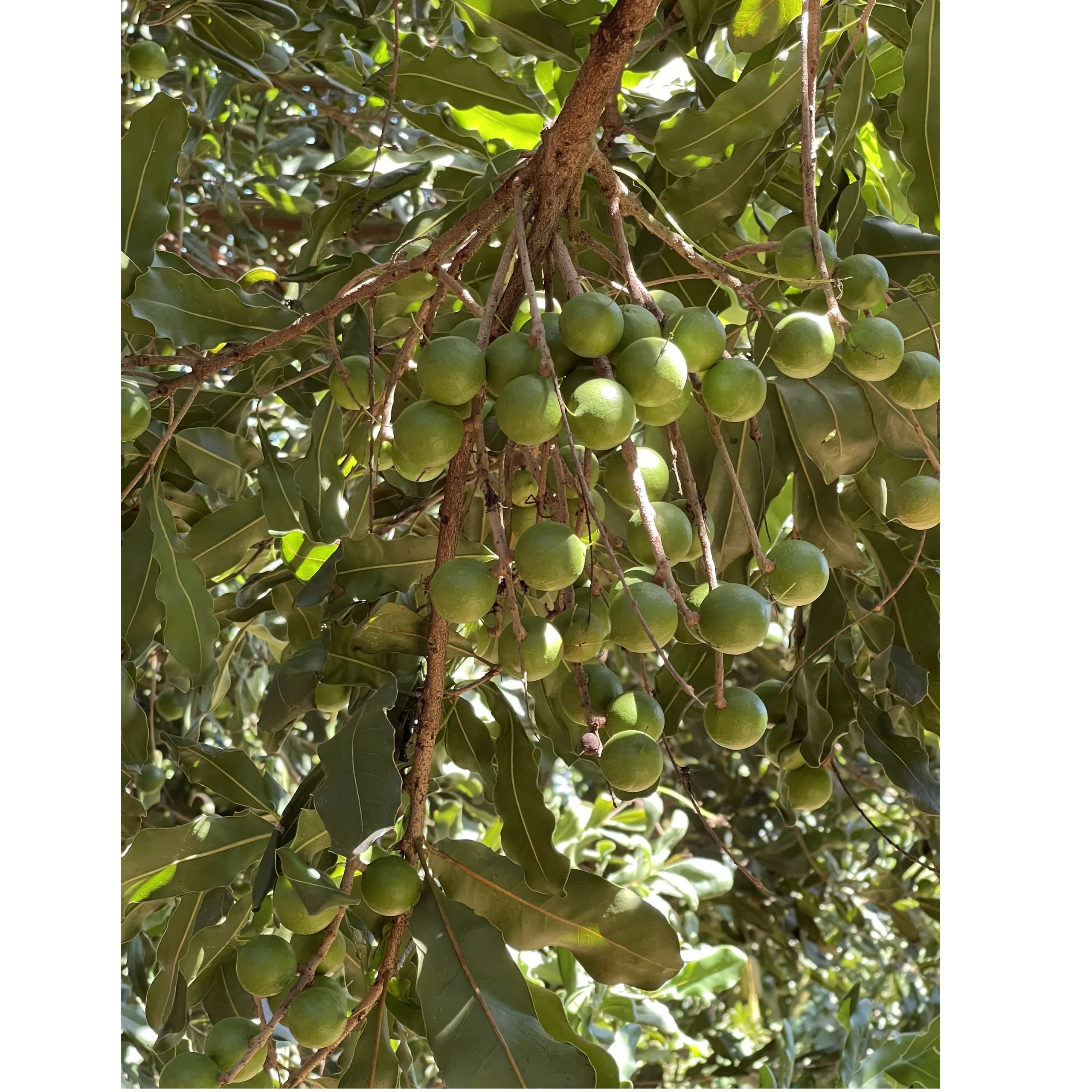 
5 kilograms Bag Packing Dried Style Organic Cultivation Type Macadamia nuts Lam Dong (21-24mm) from Vietnam 