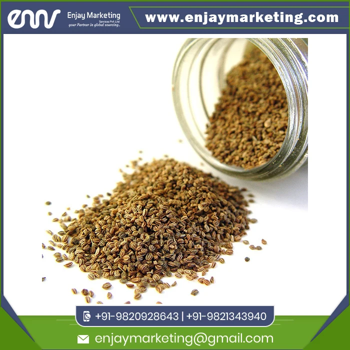 Самые продаваемые семена специй Ajwain карома оптовый экспорт по оптовой цене
