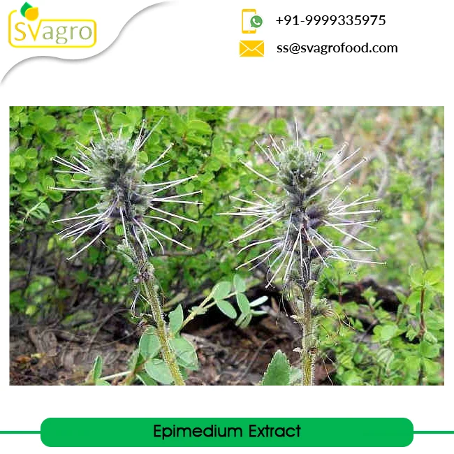 Top Quality Plant Epimedium Extract epimedium extract powder