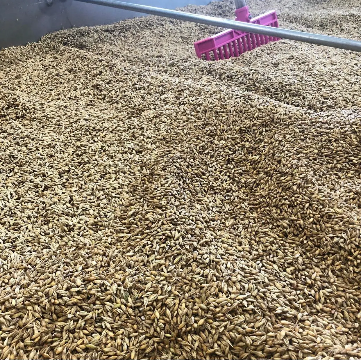 High Quality Barley Russian Barley for Animal Feed and Human Consumption