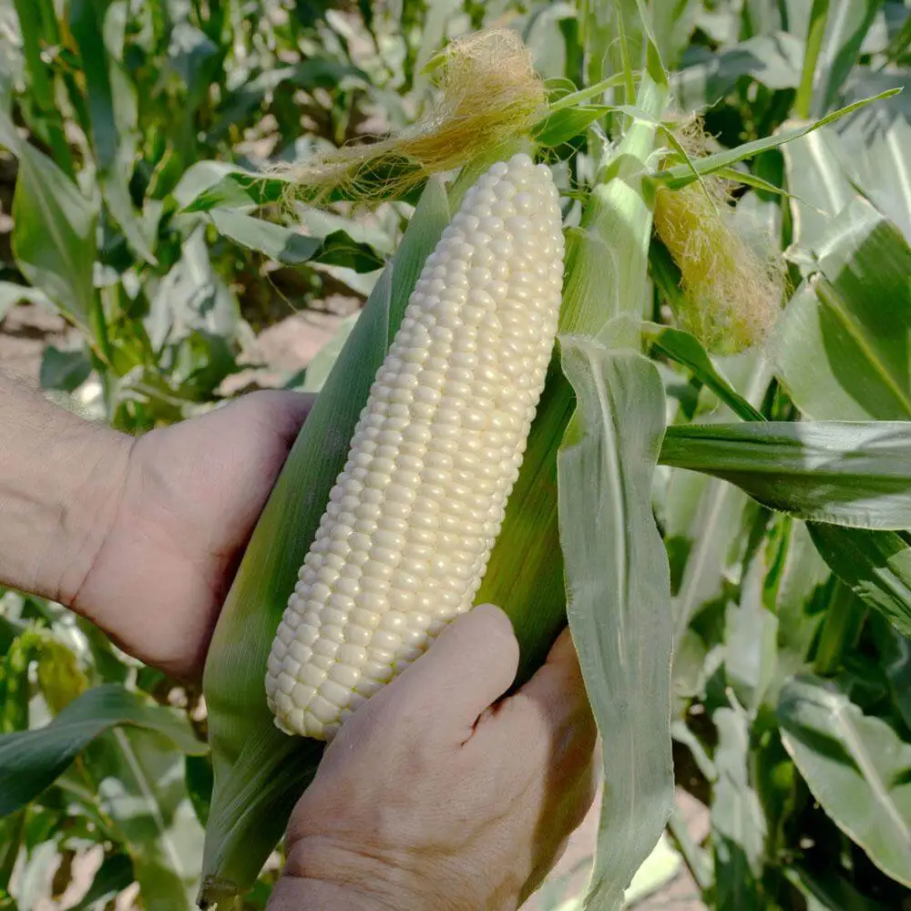 Top Quality White Corn Maize/White Maize Corn