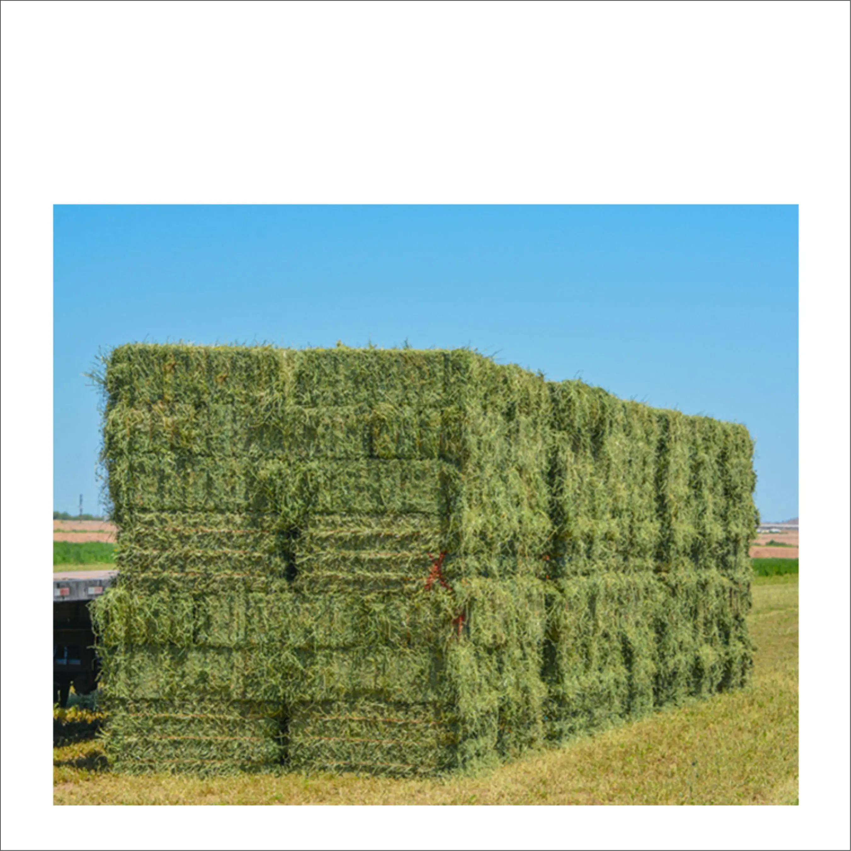 Сено из Род-травы/Альфальфа/Сено для кормления животных