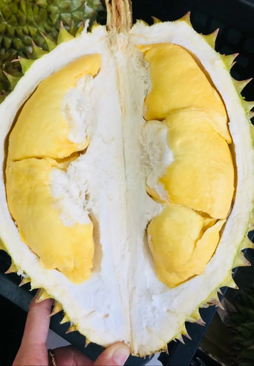 Fresh Durian Fruit /Fresh Durian Monthong/Fresh Durians